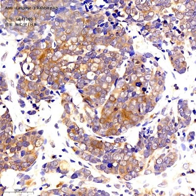 Anti-caspase -3 fenek pab