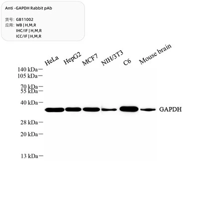 Pab tal-fenek anti-gapdh